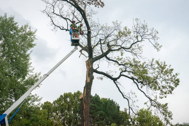 Best Utility Line Clearance  in Big Bass Lake, PA